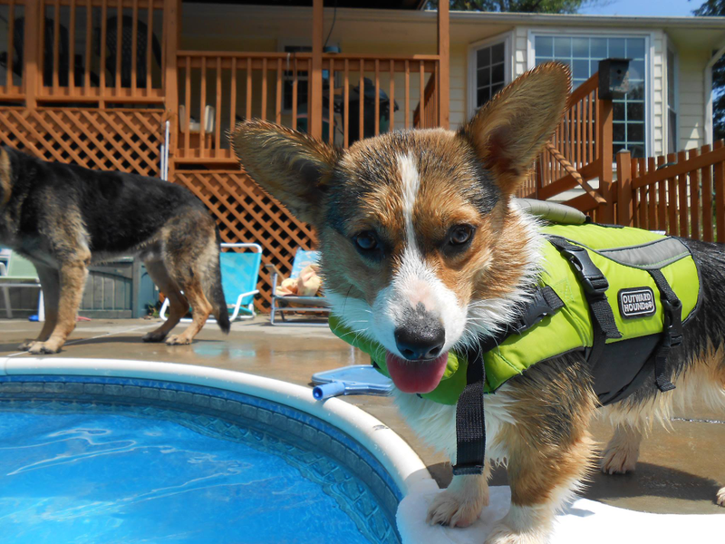 Illustration for article titled a tisket, a tasket, a corgi in a lifejacket